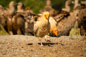 Close-up of Egyptian Vultures (Neophron percnopterus, Alimoche Común) feeding amongst a wake of Griffon vultures