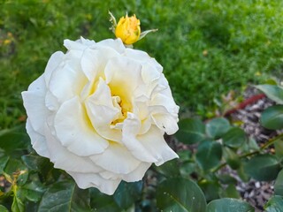 beautiful white rose flower in the garden