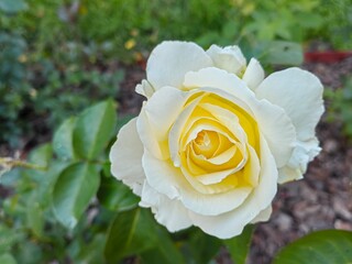 beautiful white rose flower in the garden