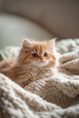 Adorable Fluffy Kitten Relaxing on Cozy Blanket
