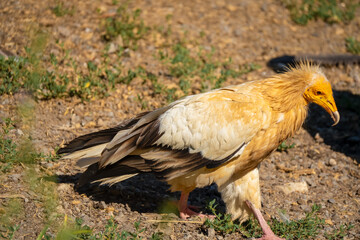 Close-up of Egyptian Vultures (Neophron percnopterus, Alimoche Común) feeding amongst a wake of Griffon vultures