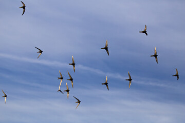Beautiful synchronized flight of the flock of black swifts. Common Swift (Apus apus) hunt insects collectively.