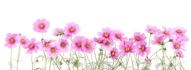 Border of flowers Cosmos isolated on white background.