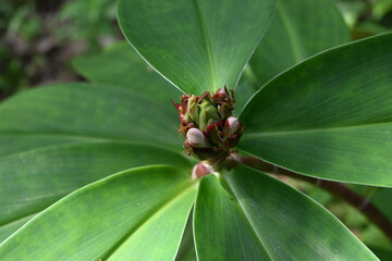 A cluster of Crepe ginger flower buds with few the weaver ants in the garden