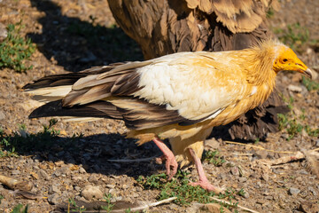 close-up of a common raven (Corvus Corax) glistening in sunshine