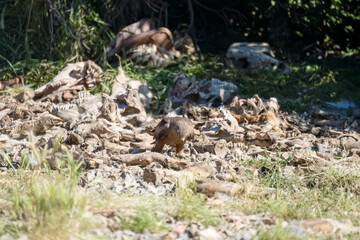 Obraz premium a black kite (Milvus migrans) at a vulture feeding site