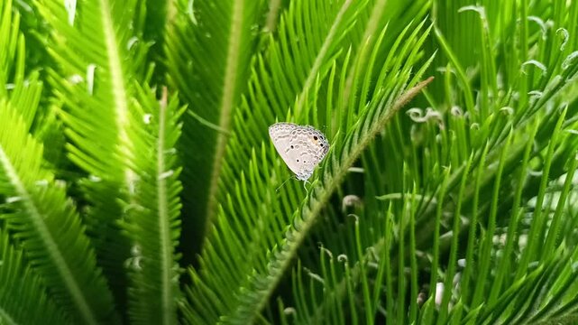 A butterfly with the Latin name Luthrodes pandava perched on a fern tree