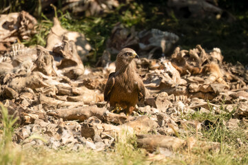 a black kite (Milvus migrans) at a vulture feeding site