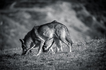 black and white photographs of a wolf in nature