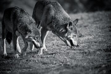 black and white photographs of a wolf in nature
