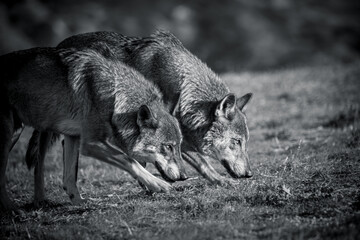 Fototapeta premium black and white photographs of a wolf in nature