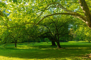 Fototapeta premium large tree with a green canopy is in a grassy field