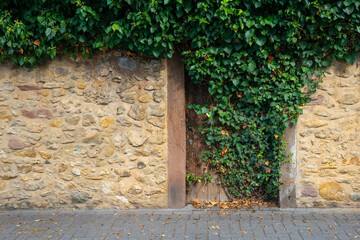 stone wall with ivy growing out of a crack in it
