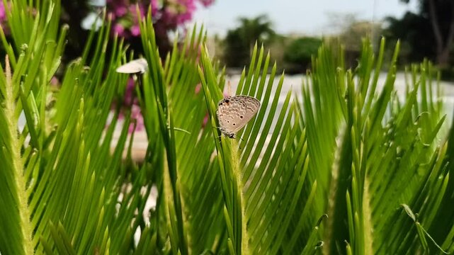 A butterfly with the Latin name Luthrodes pandava perched on a fern tree