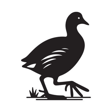 recommend clip art: Common Moorhen and Pelican Silhouette Vector Illustrations – Perfect for T-Shirt Designs