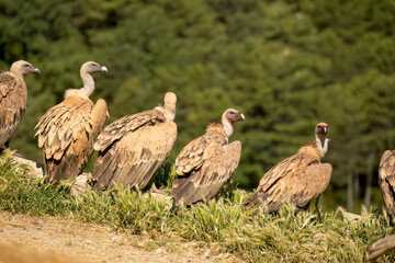 Close-up of Griffon vultures (Eurasion griffon, Gyps fulvus) at a feeding station
