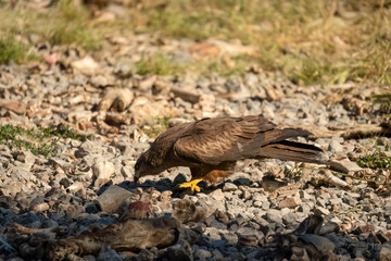 a black kite (Milvus migrans) at a vulture feeding site