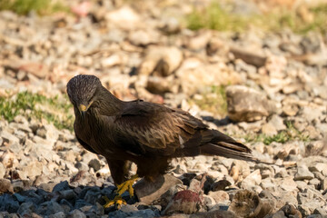 a black kite (Milvus migrans) at a vulture feeding site