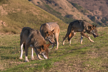 Photographs of a wolf in nature.