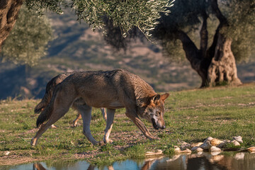 Photographs of a wolf in nature.