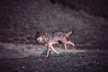 Photographs of a wolf in nature.