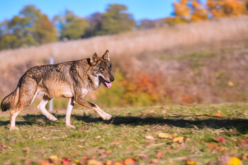 Photographs of a wolf in nature.