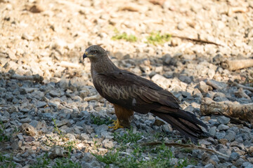 a black kite (Milvus migrans) at a vulture feeding site