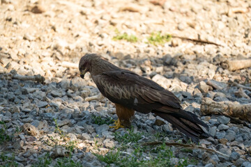 Obraz premium a black kite (Milvus migrans) at a vulture feeding site