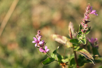 Fototapeta premium Flowers of purple loosestrife plant and sunset ligtht.