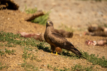a black kite (Milvus migrans) at a vulture feeding site