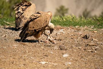 Close-up of Griffon vultures (Eurasion griffon, Gyps fulvus) at a feeding station