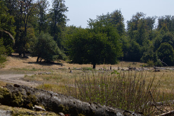 Fototapeta premium Slovakia Woodlands beginning of fall on hot & sunny day
