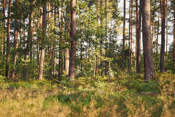 las © Marcin Łazarczyk