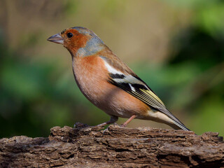 finch sitting on a tree on a blurred background