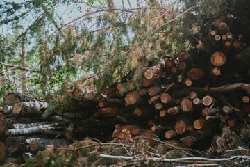  a large pile of broken trees and firewood against the backdrop of a green forest