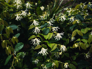 Chinese fringe flower