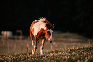 Irish Cob Fohlen auf der Wiese