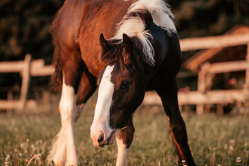 Irish Cob Fohlen auf der Wiese