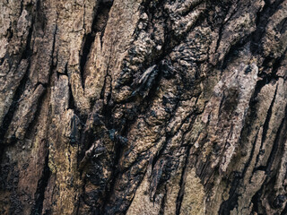 Tree bark