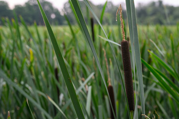 Close-up of a reed cigar in a pond.