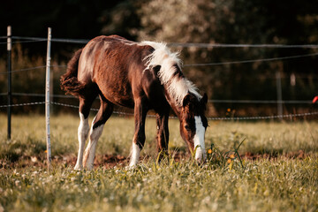 Irish Cob Fohlen auf der Wiese