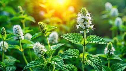 Fresh green wild mint leaves with delicate white flowers and slender stems growing abundantly in a lush, vibrant meadow on a sunny summer day.