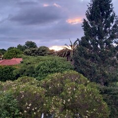 Árboles en un jardín en Galicia