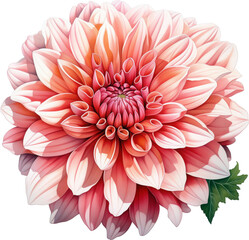 flower illustration, floral, watercolor, transparent PNG, botanical drawing, hand-drawn flowers, vintage floral, floral clipart, floral sketch, flower line art, detailed flower illustration