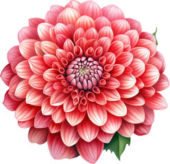 Fototapeta premium flower illustration, floral, watercolor, transparent PNG, botanical drawing, hand-drawn flowers, vintage floral, floral clipart, floral sketch, flower line art, detailed flower illustration