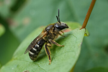 Closeup on a female Bull-headed furrow solitary bee, Lasioglossum zonulum in the garden