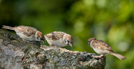 Bird, sparrow and eating in tree for ecology, sustainability and feeding in natural habitat. Garden, seed and outdoor yard branch for protection, migration and watching in environment in wilderness