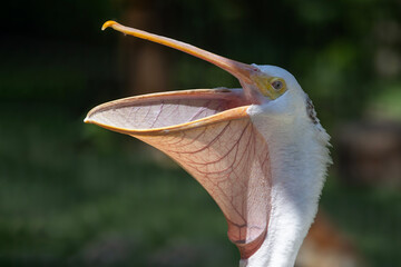 American White Pelican with Mouth Open