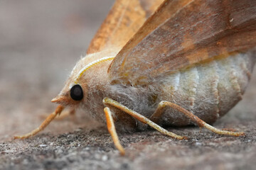 Extreme closeup on a female Dusky Thorn geometer moth, Ennomos fuscantaria