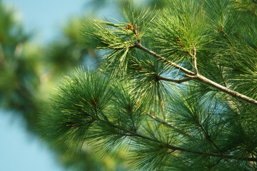 pine tree branches